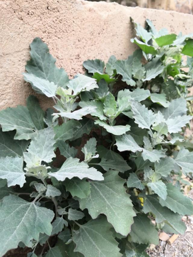 这种植物在你们老家叫什么？你们都怎么吃？