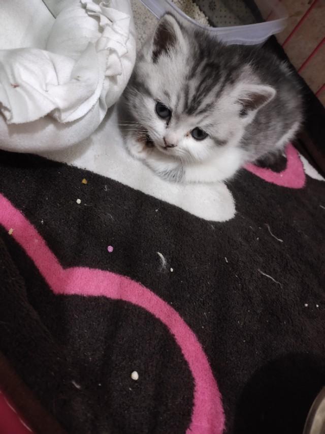 被猫咬千万不要打狂犬疫苗打几针:被猫抓了，是观察十日还是立刻注射疫苗？