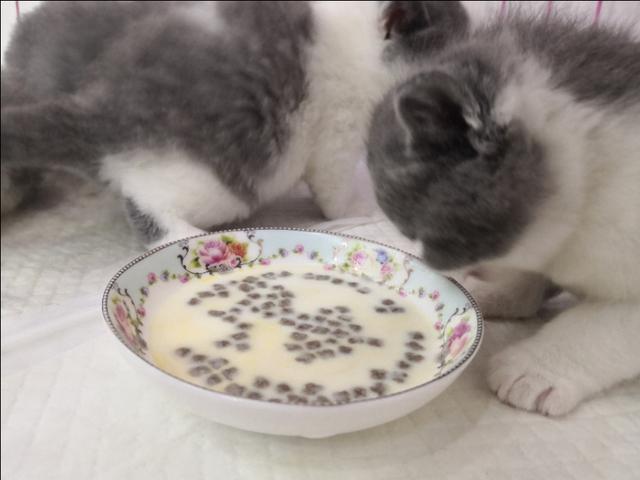 素力高金装官方授权店:蓝猫一个半月左右，原主人让我买幼猫粮喂就可以，请问是这样吗？ 金装素力高防伪查询
