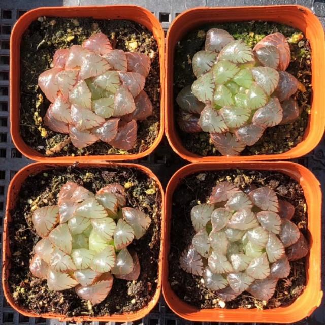 姬玉露和玉露的区别:姬玉露和冰灯玉露的区别 玉露可以用花洒从上往下浇水吗？