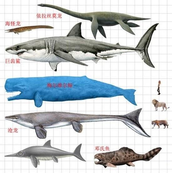 11月有4场天象大戏:地球上有五次大灭绝，请问是哪五次？