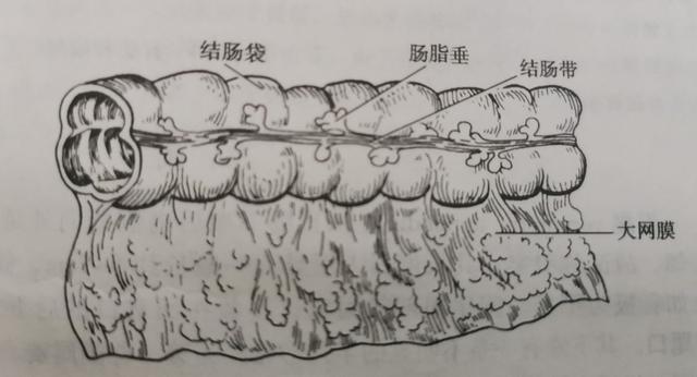 肠梗塞会腹泻:三岁宝宝肠梗堵刚好，大便太干燥，一粒一粒的，怎么办？