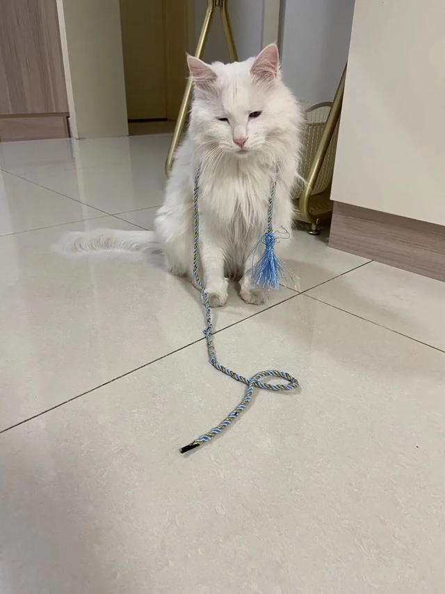 猫咪不乖的作品请:想给猫拍小视频，但是又不敢给它洗澡，该怎么做？