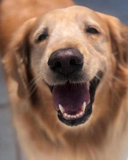 北京宠物狗贝生吉犬的性格特点:养狗会暴露主人的性格吗？不同的狗代表着狗主人的哪些性格？