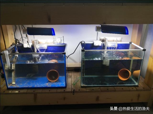 鹦鹉鱼繁殖:迷你鹦鹉鱼有几种颜色，该怎么养？