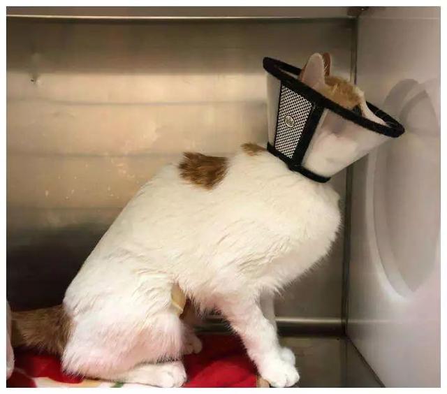 赛维洛犬菌清哪里有卖:为什么有的小奶猫会容易得猫癣、奶癣？