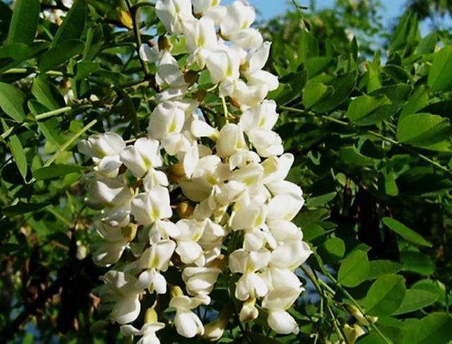 洋槐:洋槐树 过去的人们为什么爱采食洋槐花？你吃过洋槐花吗？