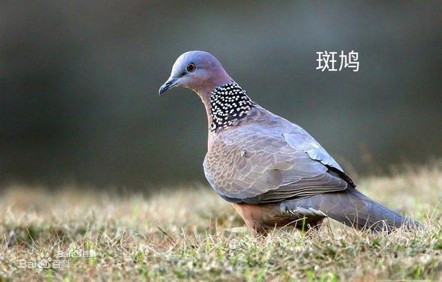 头条问答 - 布谷鸟不就是斑鸠吗?(3个回答)