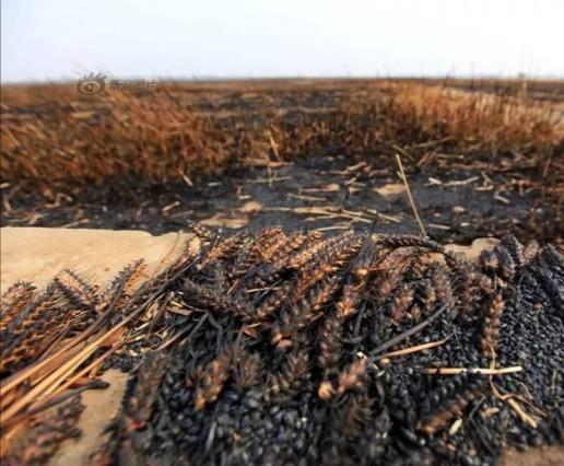 河南太康一周要闻,村民办丧事，周口400亩麦田起火，预估损失40万，怎么回事
