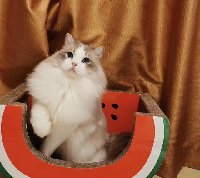 布偶猫园:家里的布偶喵不睡窝、纸箱只睡地上怎么办？