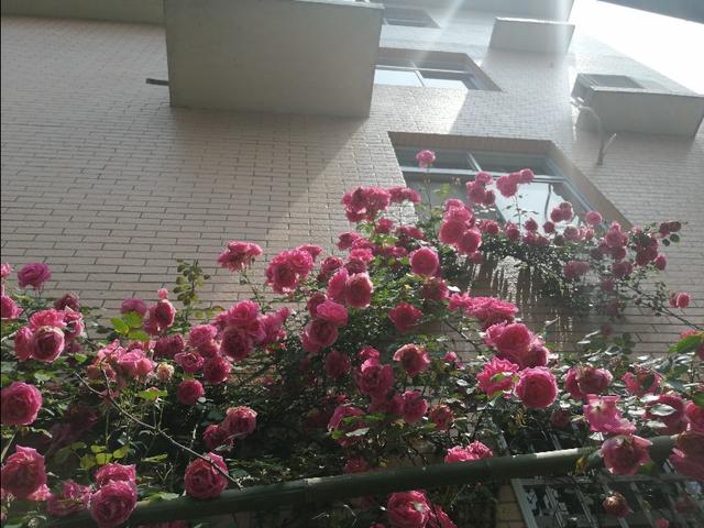 月季花的栽培和管理:月季花的栽培与管理 大游行月季花的养殖方法？