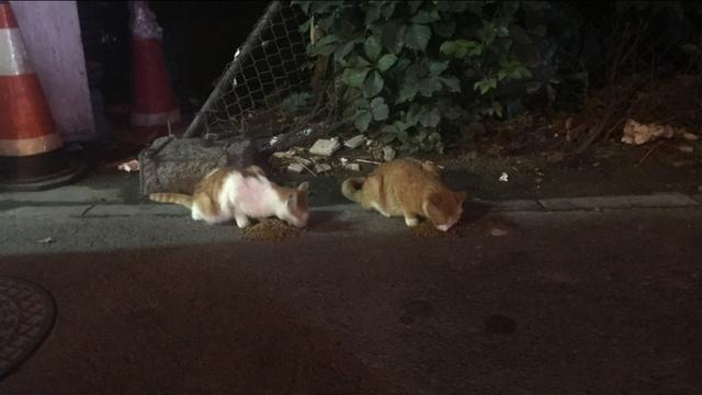 流浪狗和流浪猫好句子:疫情封城封期间，那些流浪猫狗有谁投食？ 流浪狗咬死流浪猫