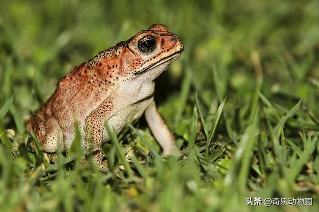 黑眶蟾蜍 捕食:蟾蜍是庄稼卫士，不咬人不伤人，为什么大多数人都害怕触碰它们？