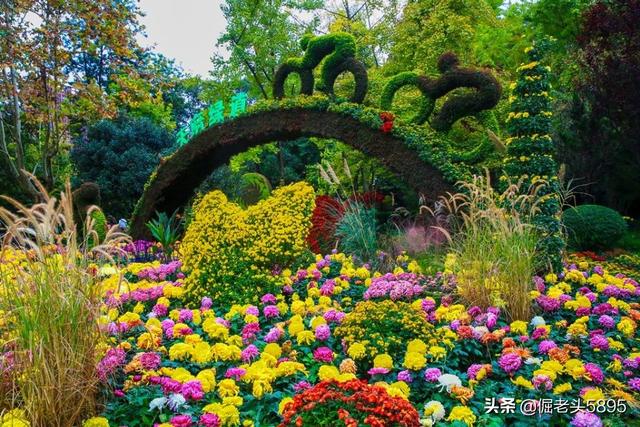 孟州滨河公园荷花花期多少天:孟州公园的荷花开了吗 你知道为什么潘金莲会嫁给武大郎吗？