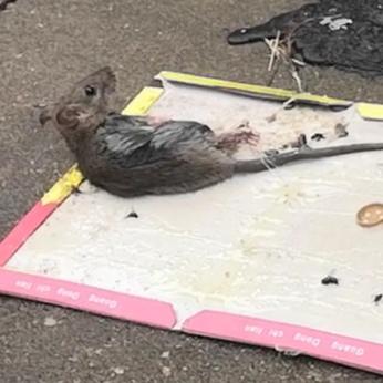 狂犬病病毒防治原则:狗狗有狂犬病，会有什么表现？ 狂犬病病毒的防治原则