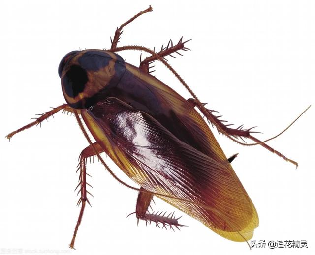 巨型蟑螂:蟑螂是靠吃什么维持生命的