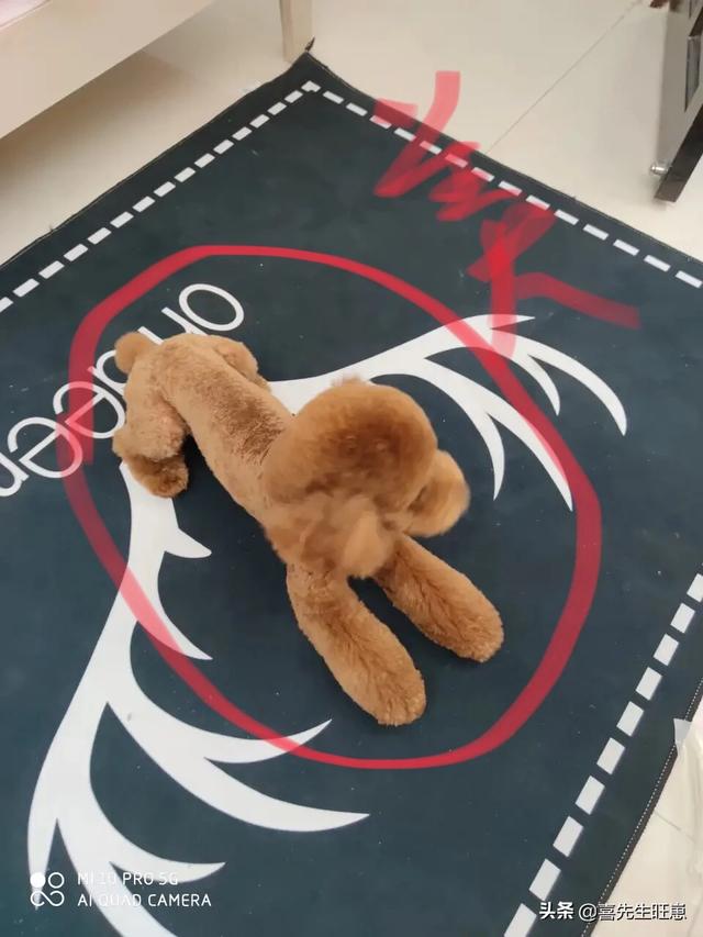 江一燕为狗狗剪毛:狗狗剃毛后会自卑抑郁吗？