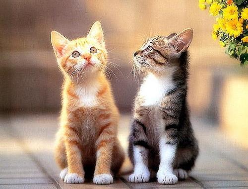 猫看见死亡的双眼剧照:猫死前，是怎么知道自己要死的？