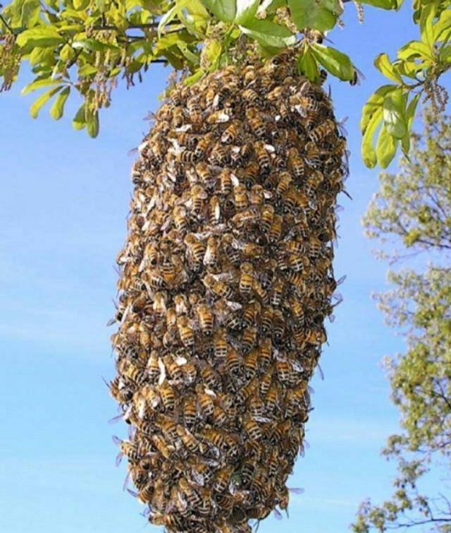 你还知道哪些有关蜜蜂的知识:蜜蜂一般几点到几点分蜂？