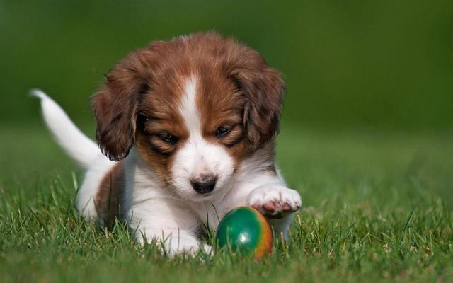 佐藤新一的史宾格犬:可用狗来识别新冠病毒患者吗？