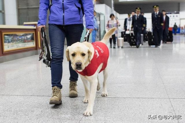 男子带导盲犬乘公交被拒:这几天太原不让导盲犬上公交的事，导盲犬哭了，你有什么看法呢？