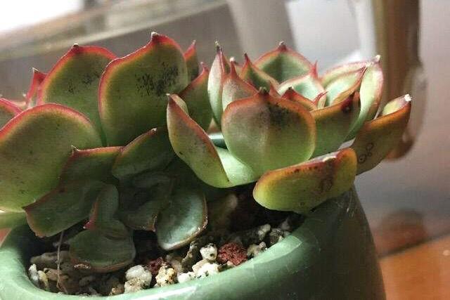 多肉叶片的煤污病和黑斑病长什么样？怎么预防和防治？