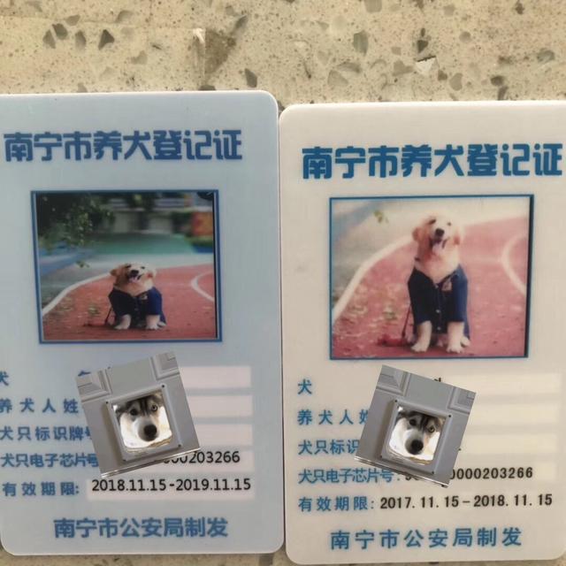 狗狗工作犬证怎么办理:养狗证需要去哪里办理？需要多少钱？