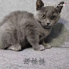 宠物健康知识大全:在家里养小动物（狗和猫），应该注意什么呢？