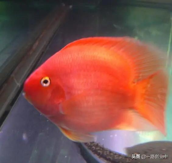 最旺财的微信名:1200X60的鱼缸可以养几条发财鱼
