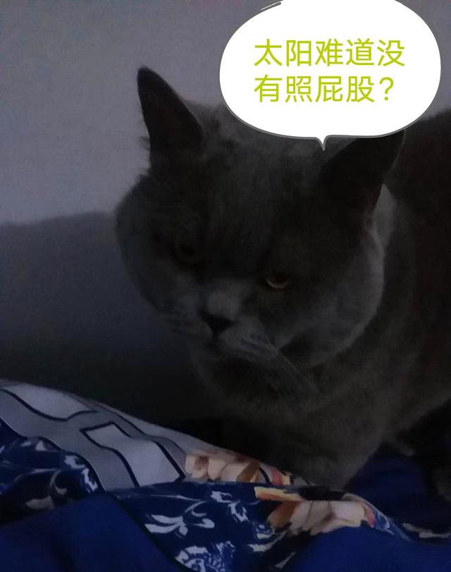 怎么确定猫认主人了咕噜咕噜:当你在亲猫咪的时候，小猫咪知道你通过亲亲，来表示宠爱吗？