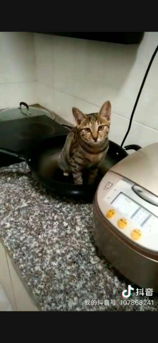 橘猫 花狸猫:同样是田园猫，为什么有人认为狸花猫比其他田园猫能打呢？