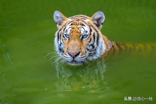 牛奶蛇凶么:十二生肖中，生肖寅虎和生肖巳蛇相互间的关系是怎样的一种状况？