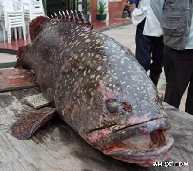 龙趸仔:想出海钓石斑龙趸用什么竿，钓50-100斤的？