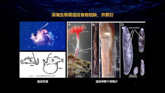 深海狮子鱼:下潜11034米深的马里亚纳海沟，科学家到底发现了什么生物？