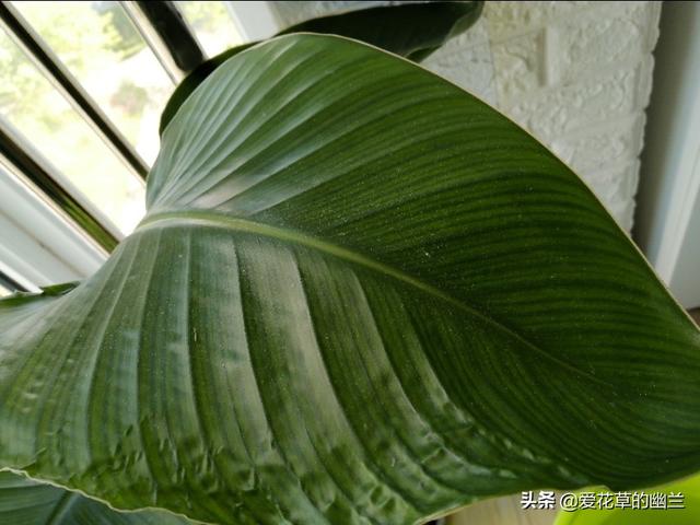 大太平鸟和小太平鸟:挑选绣眼鸟，有什么误区需要避开吗？