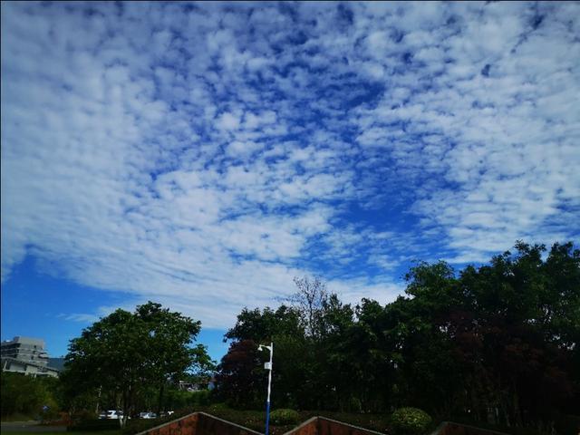 风和日丽的早晨蓝天显得格外的蓝,慢步走在公园,无暇顾及公园的花花