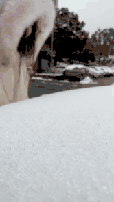 搞笑的动图GIF：美女埋在雪里干什么呢？