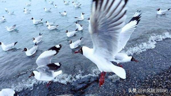 红腿小隼:家养鸽子在窝里总听到红隼的叫声会怎么样？