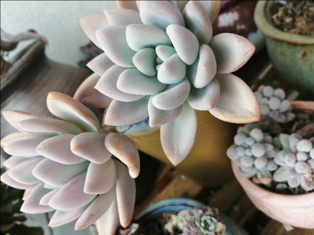 哈琳娜个人资料:如何让奥普琳娜的叶子饱满？