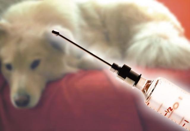 狂犬疫苗有效期:狂犬疫苗有效期是多久 注射狂犬疫苗后注意事项?一般忌口多久？