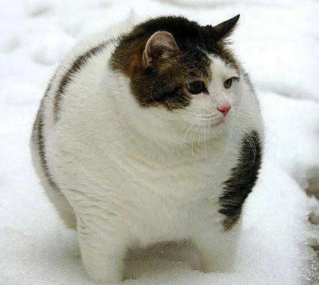 三文鱼边角料做猫饭:猫咪直接喂肉可以吗？需要注意什么？
