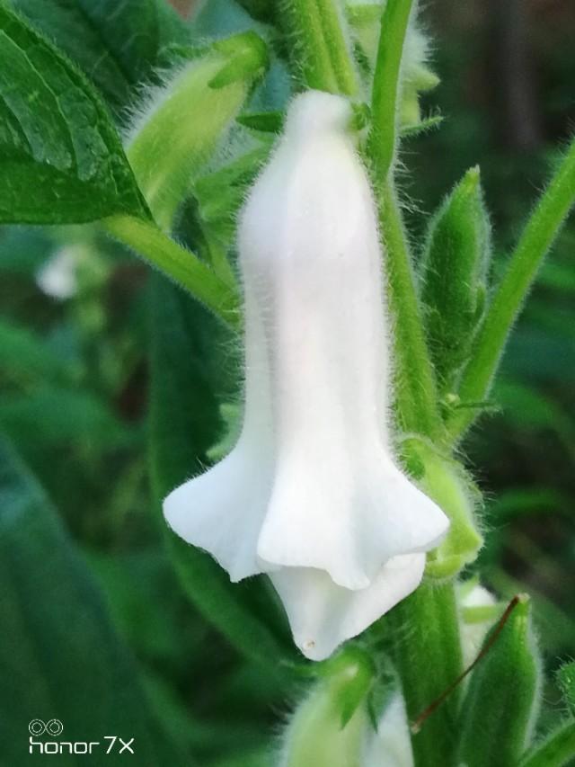 请教芝麻的最佳行距株距多少才能保证芝麻高产？