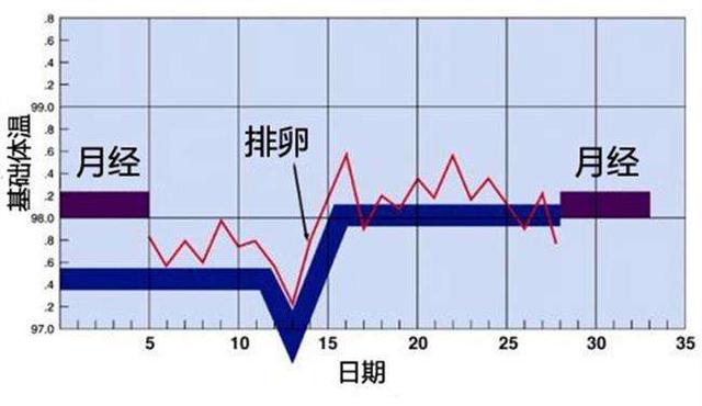 那不勒斯獒:我国哪种狗是世界上排行第一的猎狗？为什么？