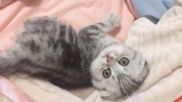 折耳虎斑猫的特点:猫猫耳朵很小，是折耳猫吗？如何辨别呢？