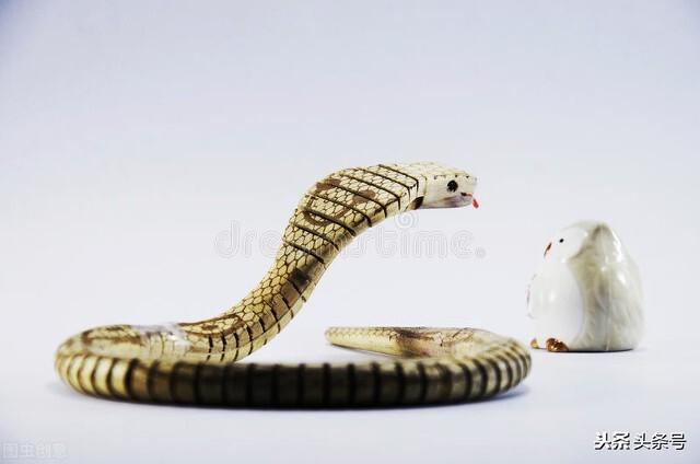 人能跑过黑曼巴蛇吗:农村遇蛇能跑吗？有没有防蛇妙招？