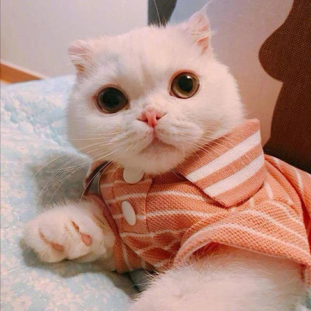 猫咪不乖by:猫是不是要从小养才会跟主人有感情呢？