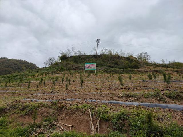 新藤惠美:地里长了许多葛根藤，怎么清除？