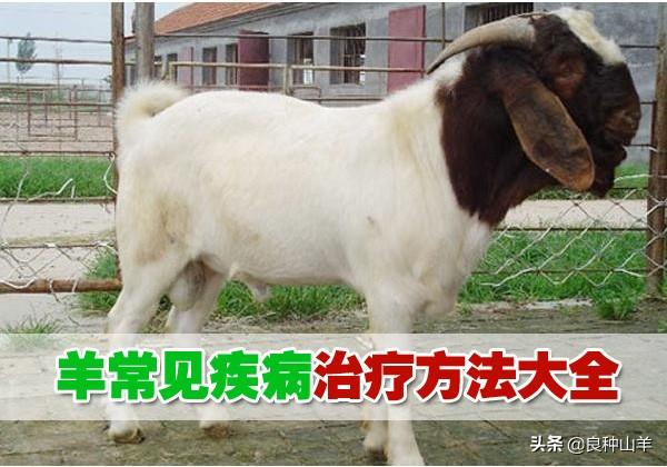 羊妊娠毒血症:“三联四防”何时打？怀孕母羊能用吗？