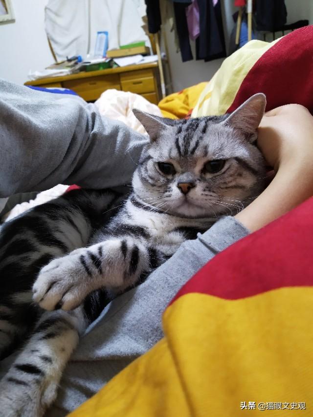 幼猫猫粮什么价:初次养猫，是一只四个月的普通家猫，该喂什么牌子的猫粮比较好？