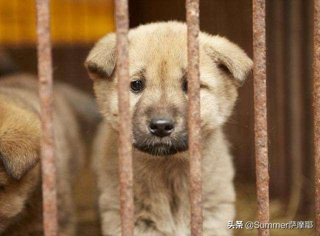 世界上最丑的狗狗:面对国外品种的狗入侵，中国土狗未来将走向何方？
